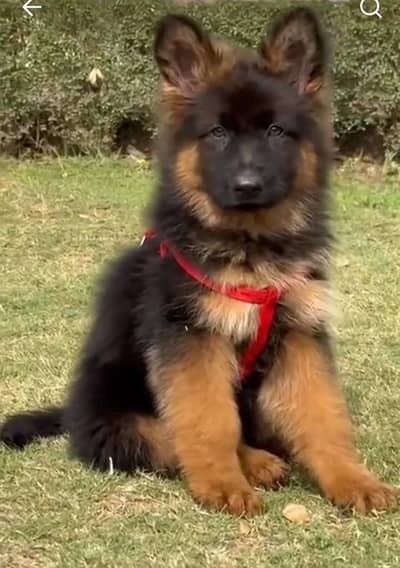 Long coat German puppy Shepherd . 03476578922 WhatsApp