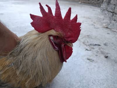 Golden Misri Murgha Rooster