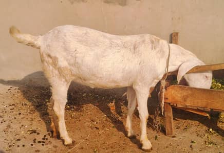2 long height good weight bakriaan for sale  03/00/96/37/92/8