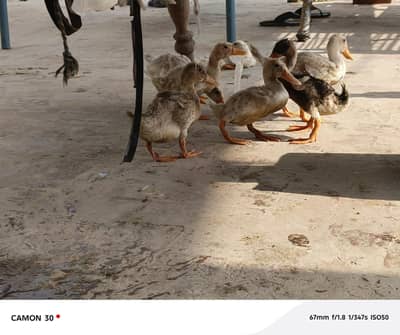 duck ke bachay
