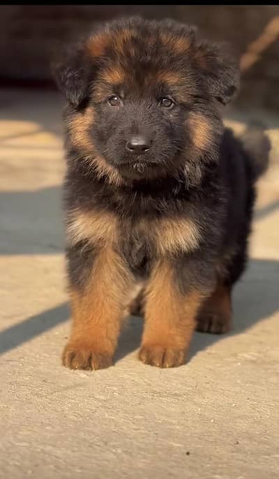 Long coat German puppy Shepherd . 03476578922 WhatsApp