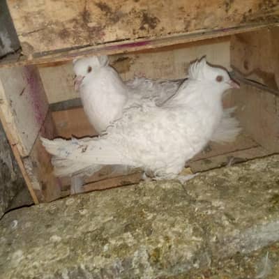 frill back white breeder pair