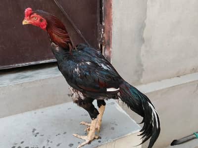 lakha mushka murgha for sale 03052593845