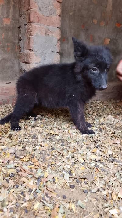Black German shepherd puppies