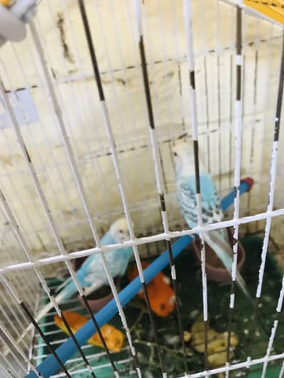 Healthy parot pair sath pinjra free