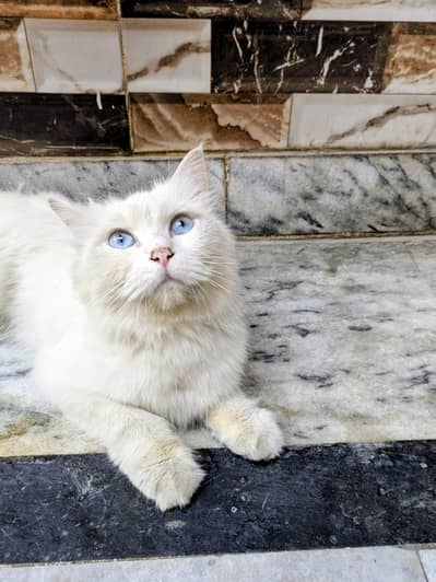 Russian cat