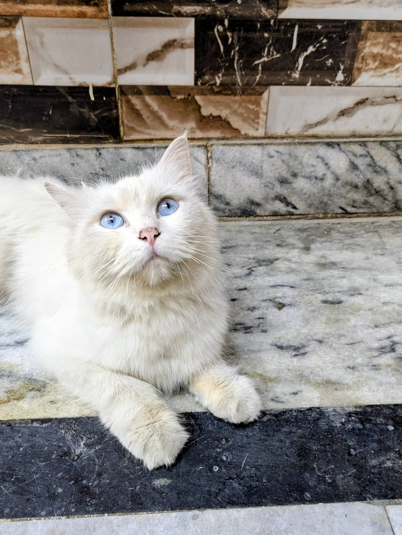Russian cat 0