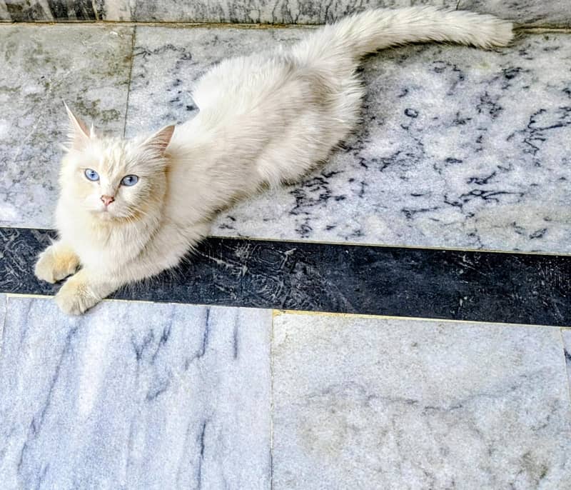 Russian cat 1