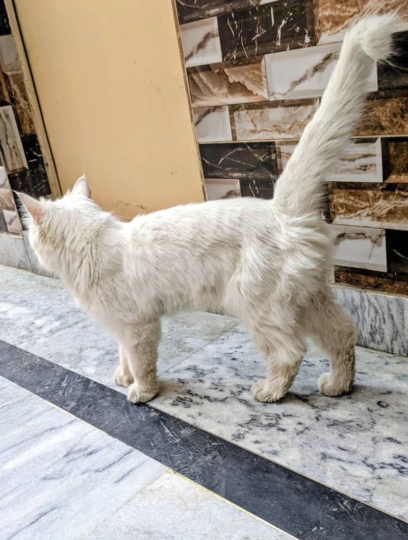 Russian cat 2