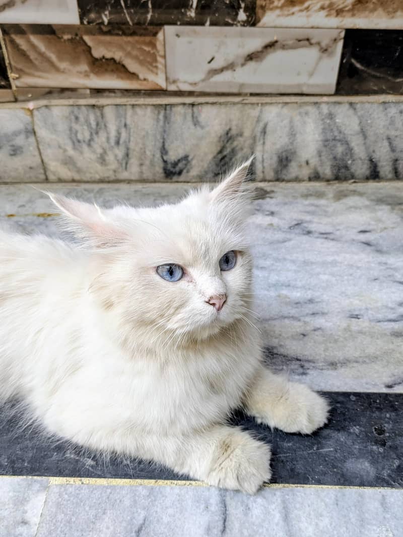 Russian cat 3
