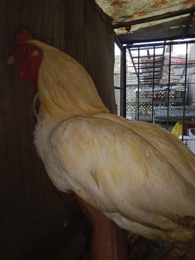 aseel Heera roaster and hen