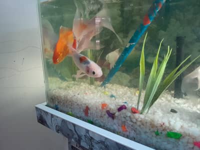 5 fish for sale