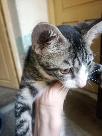 home cats for free