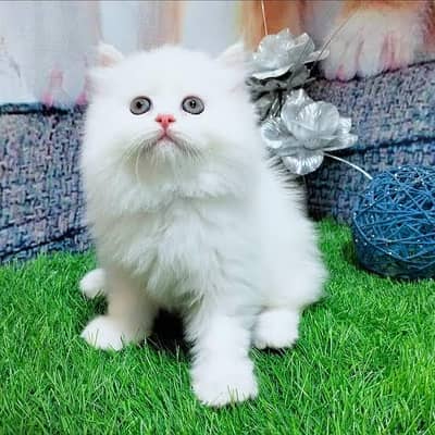 Persian kittens