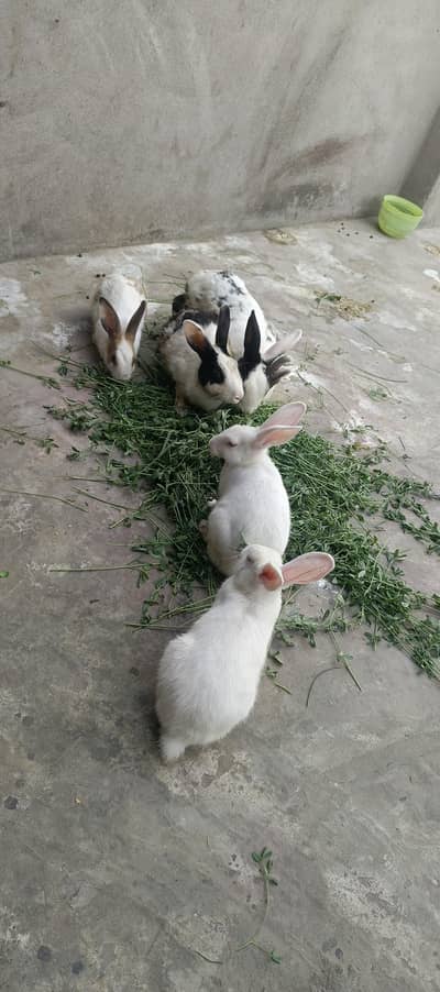rabbits for sale