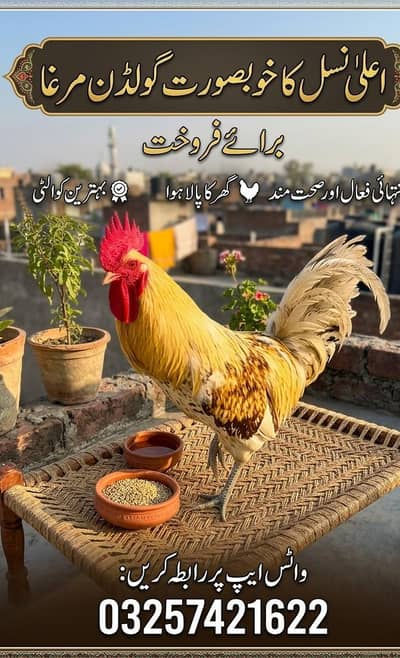 Beautiful & Healthy Golden Desi Murgah For Sale