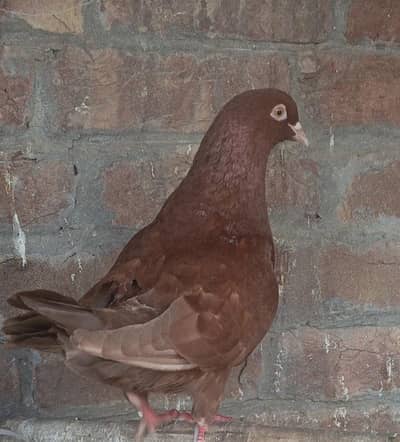 Beautiful king size male or white female pair