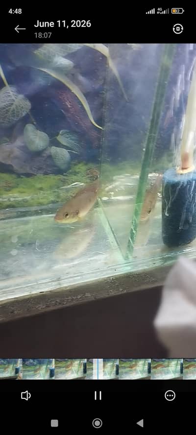 Rabbits & Fishes Sales