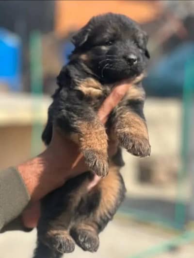 German Shepherd puppy | Long Coat puppies | Dog For Sale | GSD
