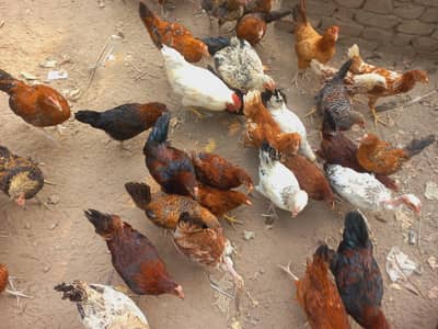 ​ Golden Misri Hens for Sale (Healthy & Active)