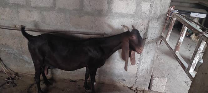 goat for sell