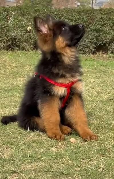 Long coat German puppy Shepherd . 03476578922 WhatsApp