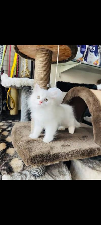 persian cat for sale MywatsapppNumber0341-15-94-140