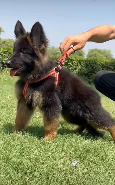 Long coat German puppy Shepherd . 03476578922 WhatsApp