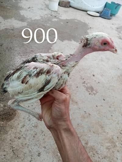 chicks for sell