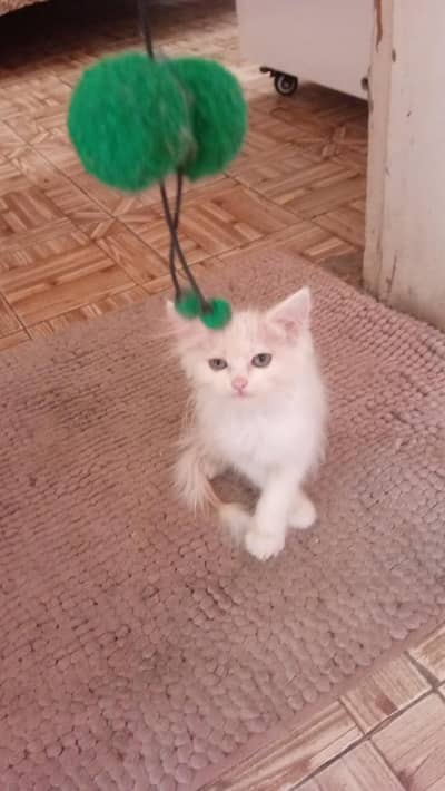 persian kitten