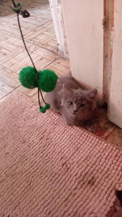persian kitten