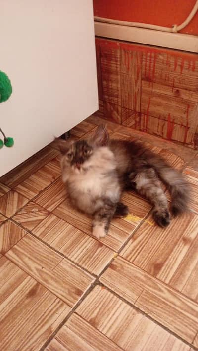 persian kitten