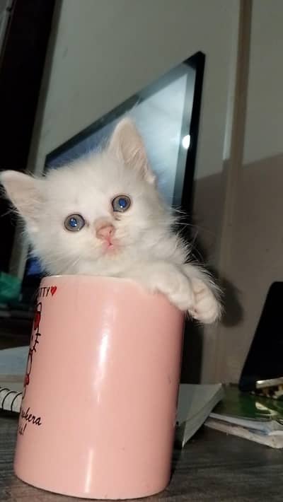 Persian kitten