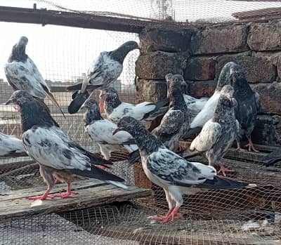 Home Breed bchay or pathay pathiya