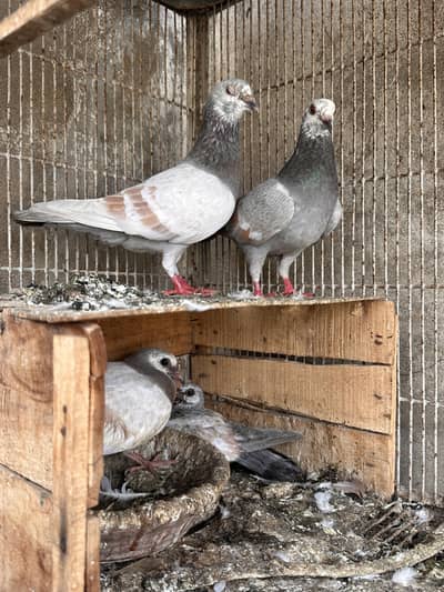 Chita Lalband Khira Breeder pair