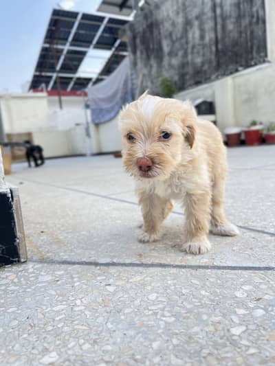 Teacup shih tzu for sale