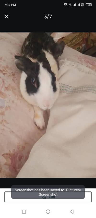 Rabbit for sell