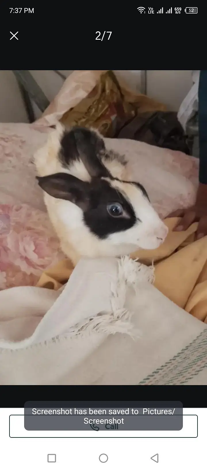 Rabbit for sell — photo 2