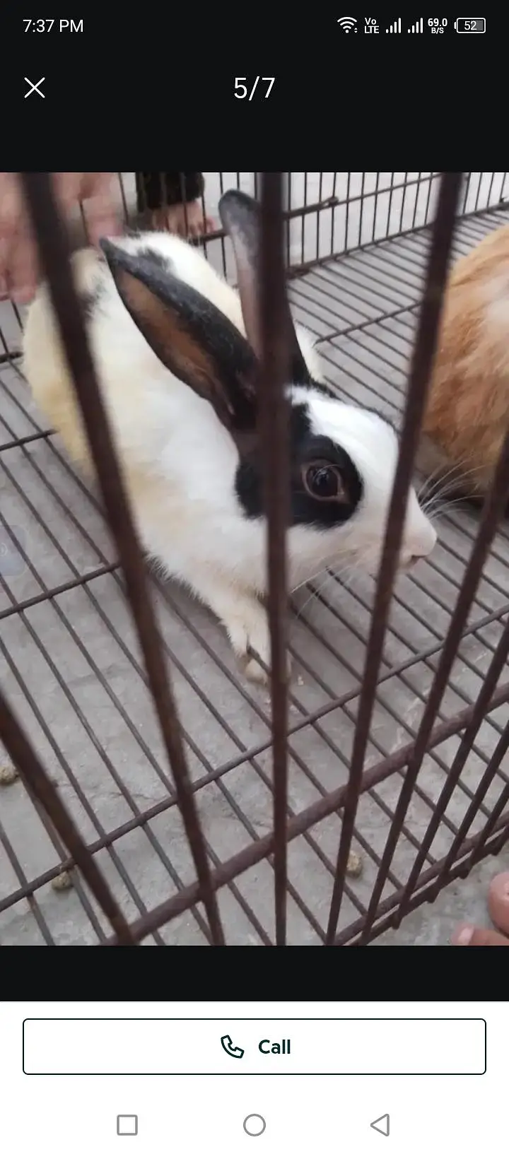 Rabbit for sell — photo 3