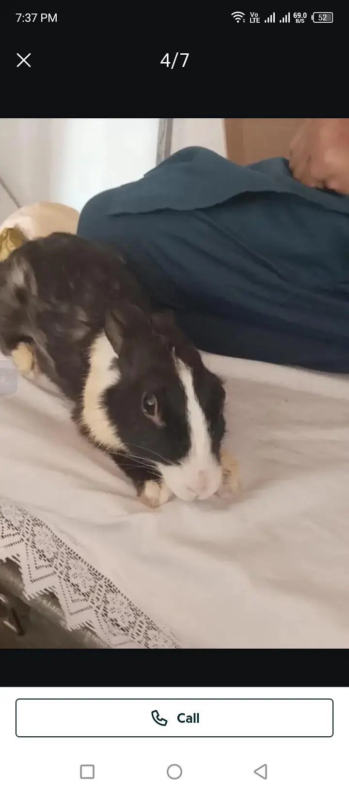 Rabbit for sell — photo 4
