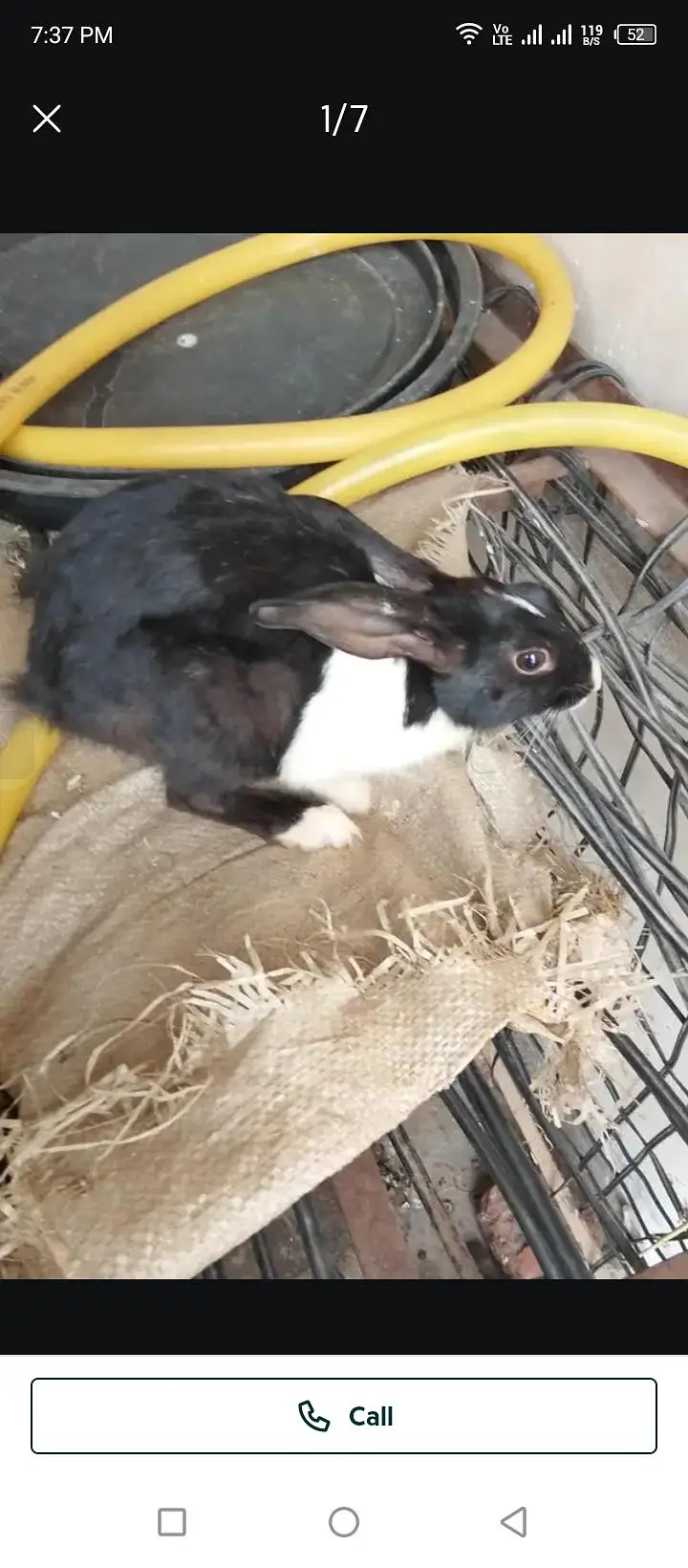 Rabbit for sell — photo 5