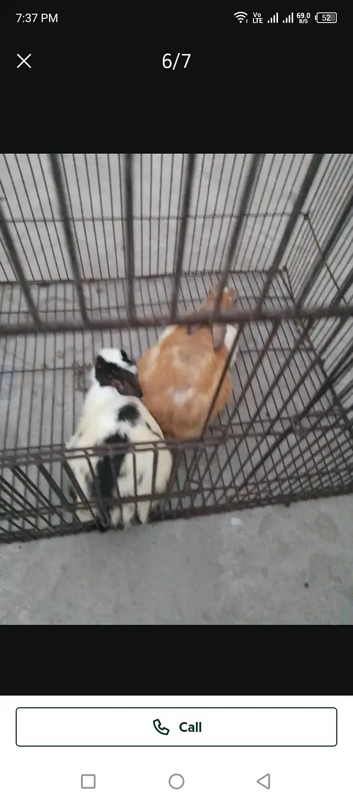 Rabbit for sell — photo 6