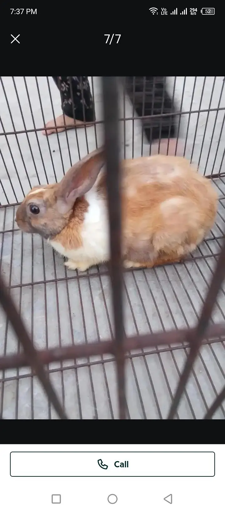 Rabbit for sell — photo 7
