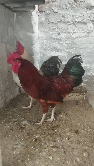 2 Dasi murgai for sale 1500/piece