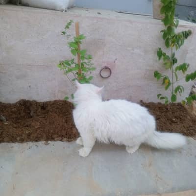 Persian cat