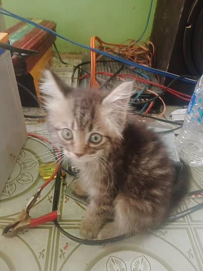 Persian triple Court kitten