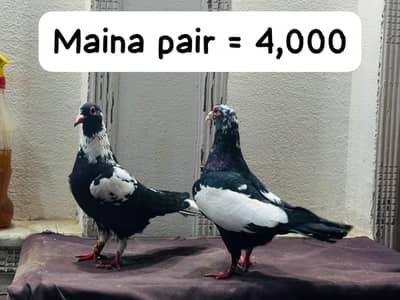 Maina breeder pair