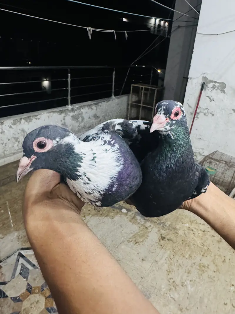 Maina breeder pair — photo 3