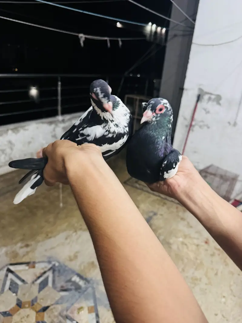 Maina breeder pair — photo 4