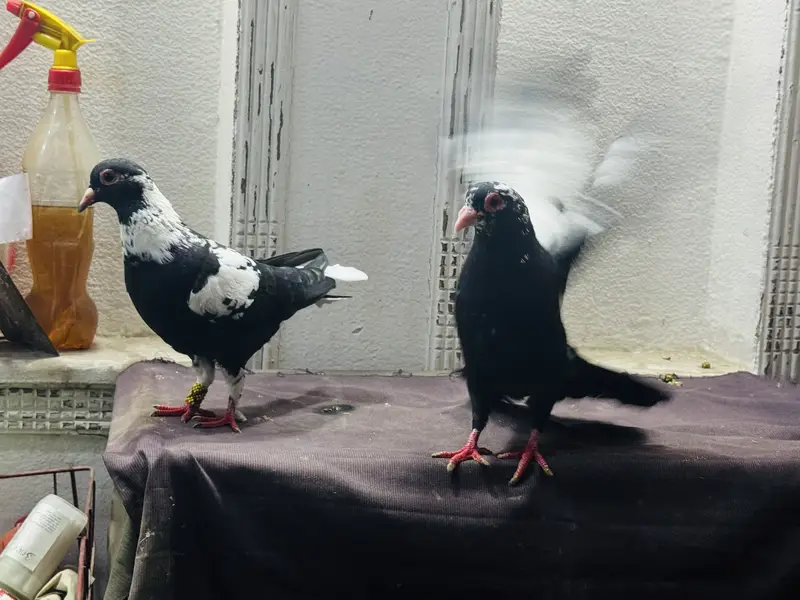 Maina breeder pair — photo 6